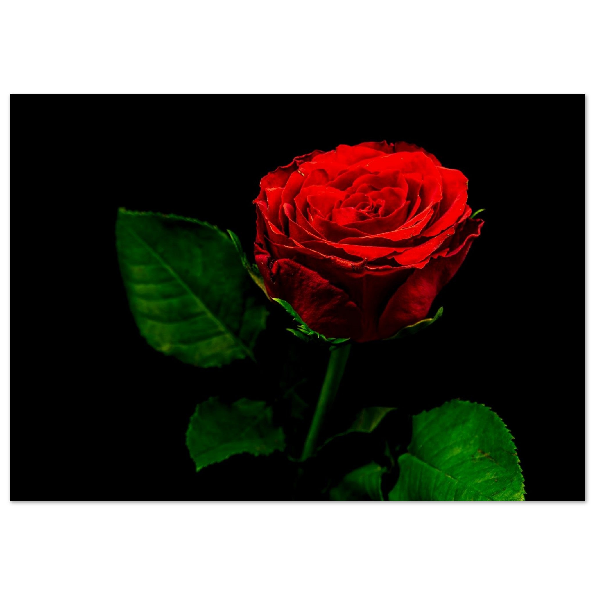 Hubbard Art by Joseph Hubbard Vibrant Red Rose on Black — Fine Art Floral Photography Print Museum-Quality Matte Paper Poster 21x29.7 cm 8x12"