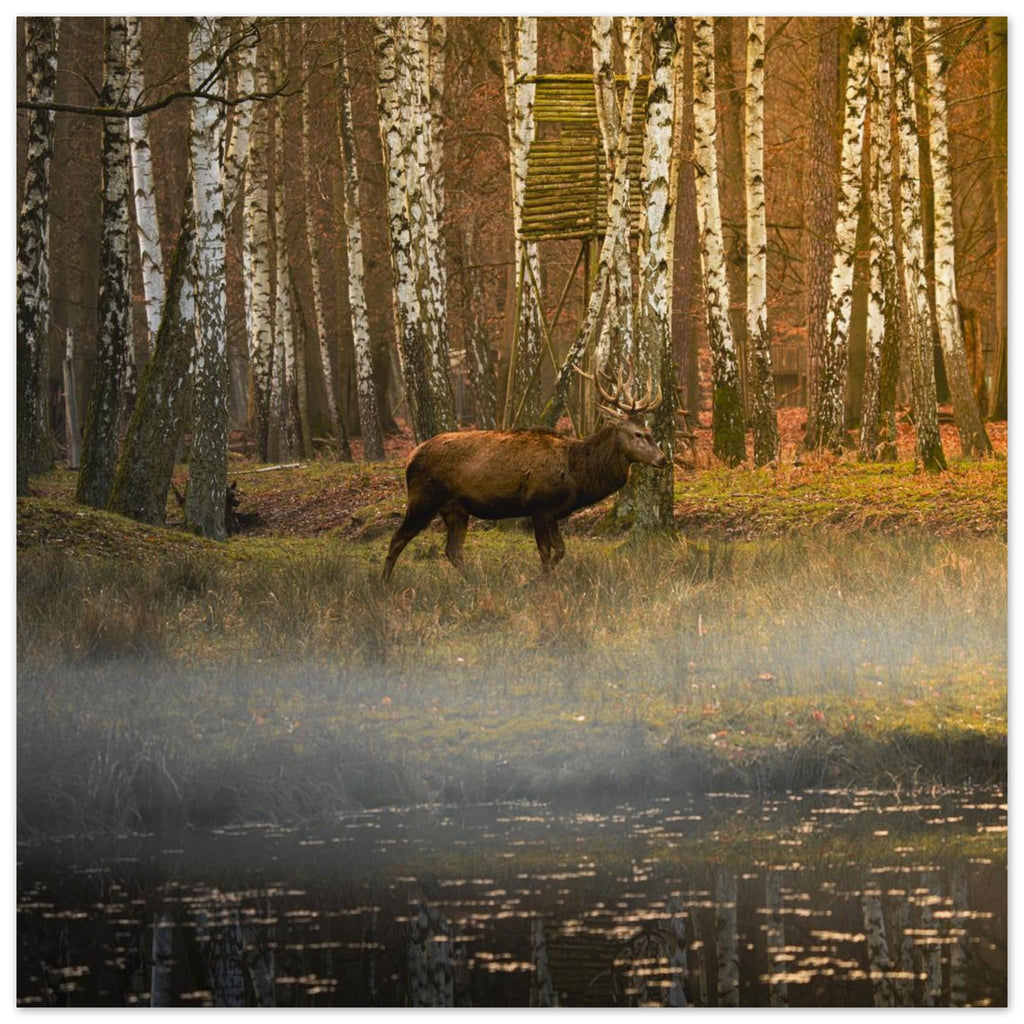 Hubbard Art by Joseph Hubbard Silent Steps in the Autumn Mist — Red Deer Fine Art Wildlife Photography Print 70x70 cm 28x28″