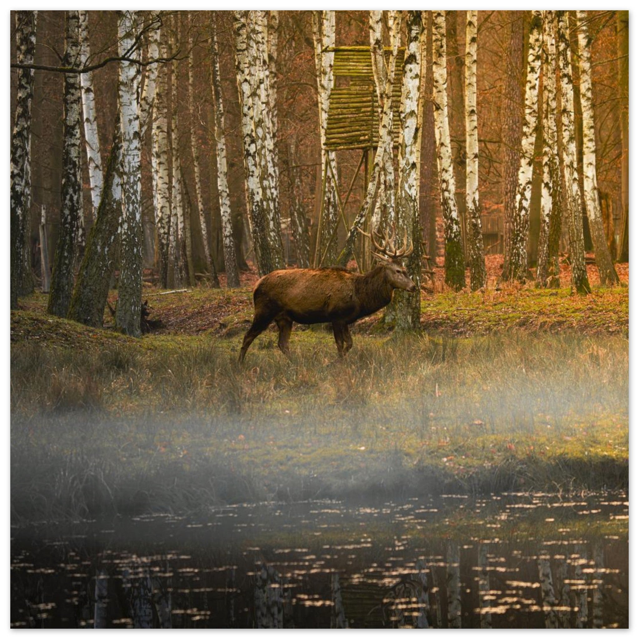 Hubbard Art by Joseph Hubbard Silent Steps in the Autumn Mist — Red Deer Fine Art Wildlife Photography Print 70x70 cm 28x28″