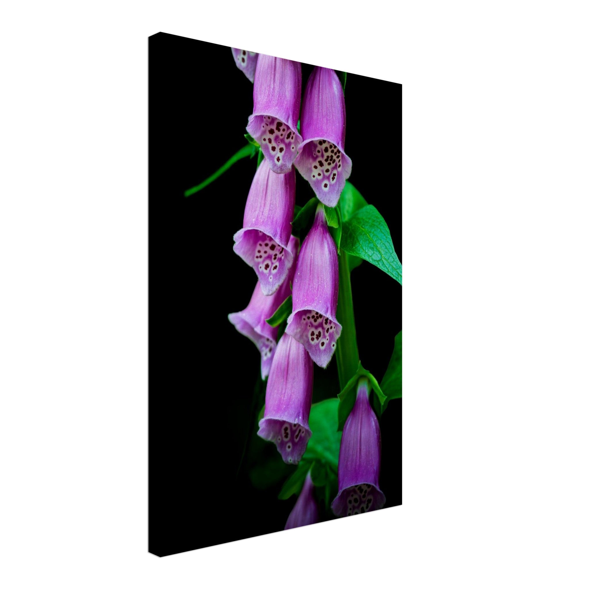 Hubbard Art by Joseph Hubbard Velvet Bells in Bloom — Foxglove Fine Art Floral Photography Print 40x60 cm 16x24″ Canvas Vertical