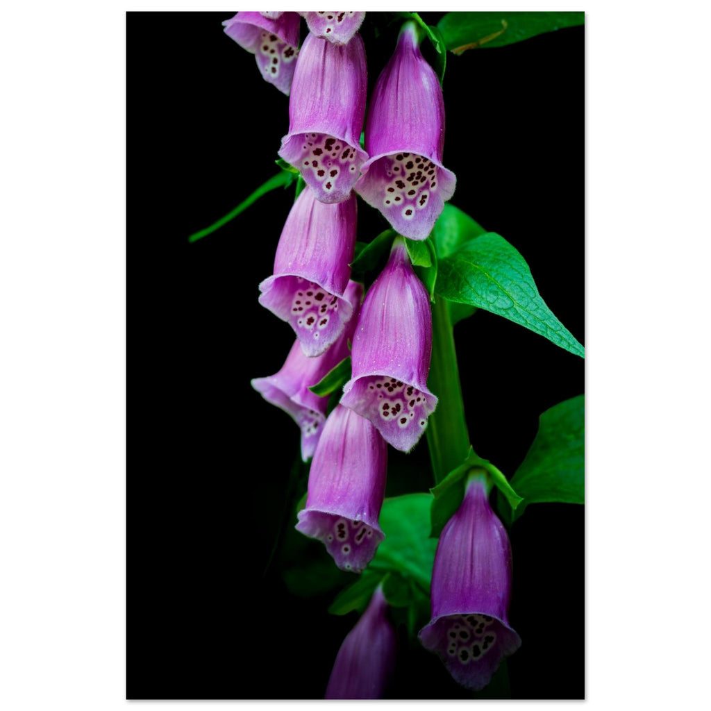 Hubbard Art by Joseph Hubbard Velvet Bells in Bloom — Foxglove Fine Art Floral Photography Print 60x90 cm 24x36″ Museum-Quality Matte Paper Poster Vertical