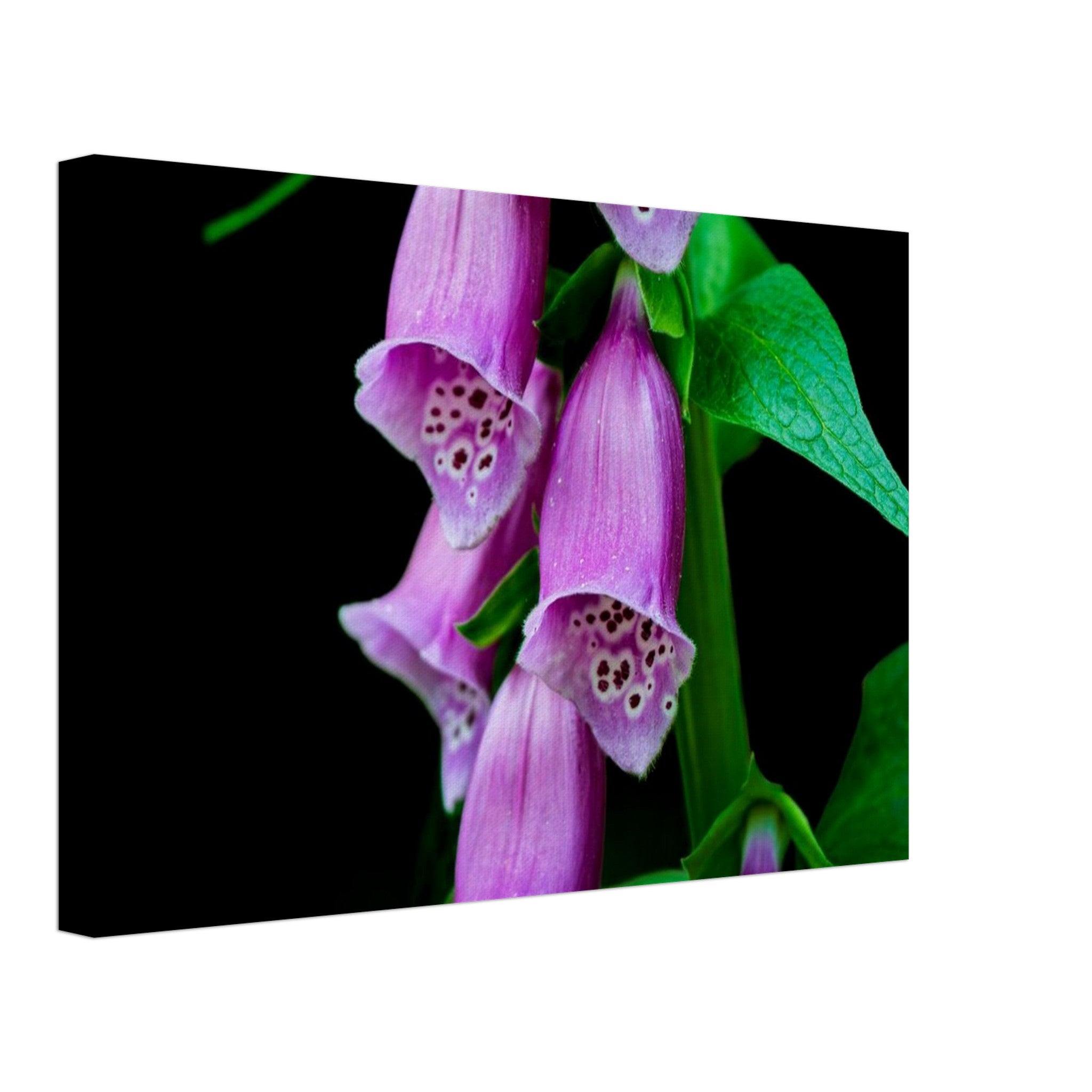 Hubbard Art by Joseph Hubbard Velvet Bells in Bloom — Foxglove Fine Art Floral Photography Print 30x45 cm 12x18″ Canvas Horizontal