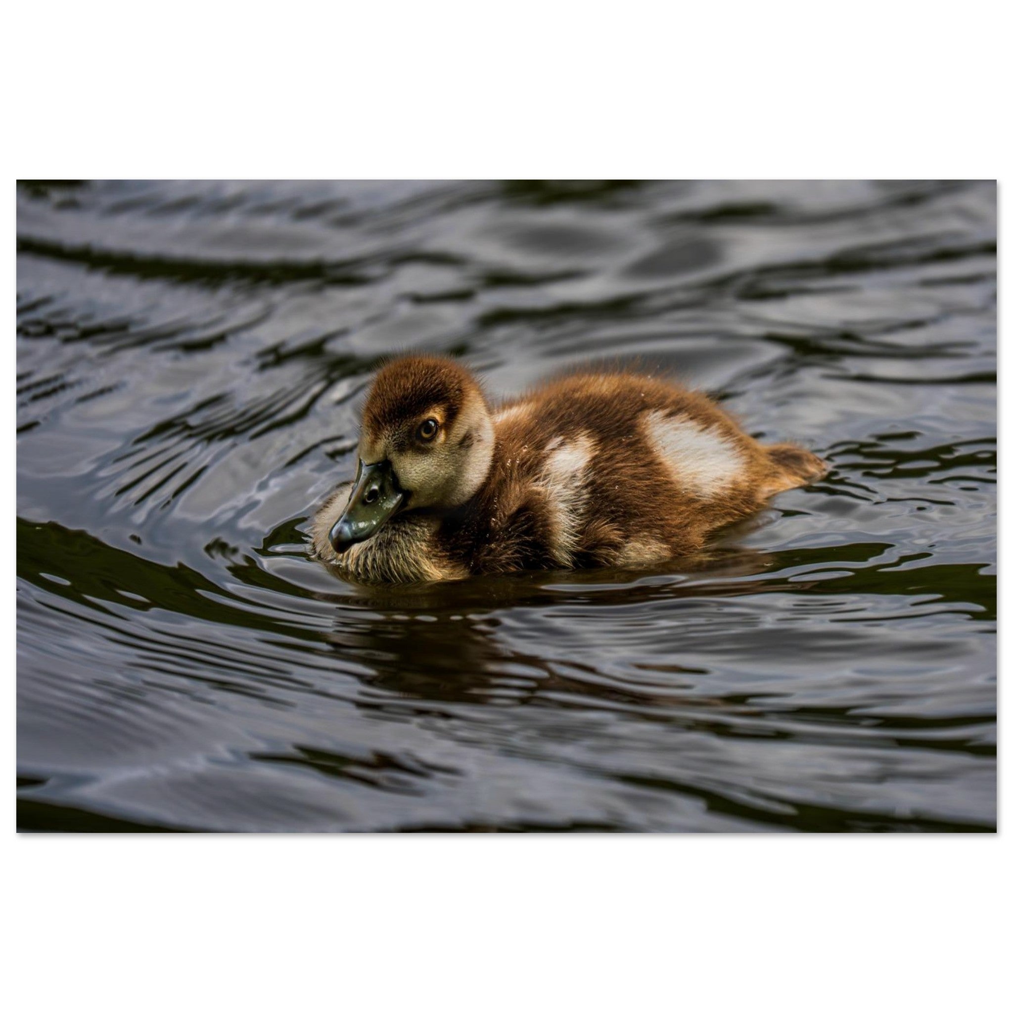 Hubbard Art by Joseph Hubbard Little Drift — Egyptian Goose Gosling Fine Art Photography Print Museum-Quality Matte Paper Poster 30x45 cm 12x18″