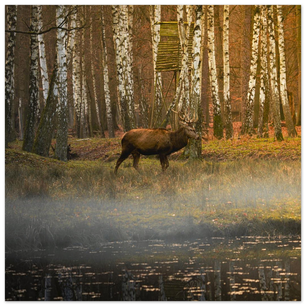 Hubbard Art by Joseph Hubbard Silent Steps in the Autumn Mist — Red Deer Fine Art Wildlife Photography Print 50x50 cm 20x20″
