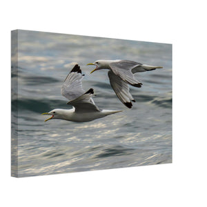 Hubbard Art by Joseph Hubbard Voices Over Bulbjerg Knude — Coastal Bird Fine Art Photography Print Canvas 30x45 cm 12x18″