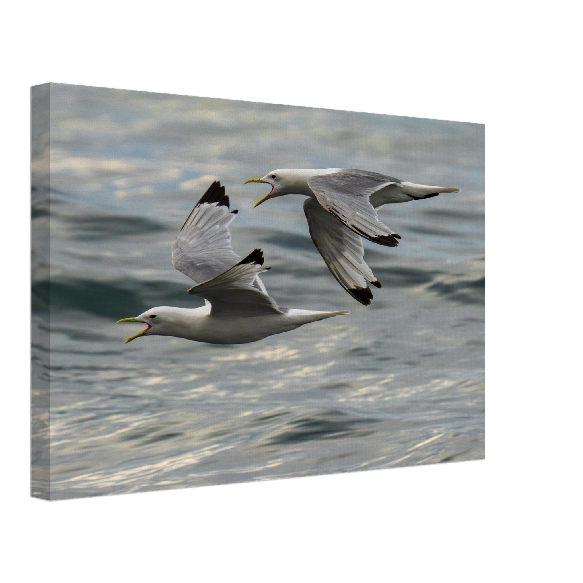 Hubbard Art by Joseph Hubbard Voices Over Bulbjerg Knude — Coastal Bird Fine Art Photography Print Canvas 30x45 cm 12x18″