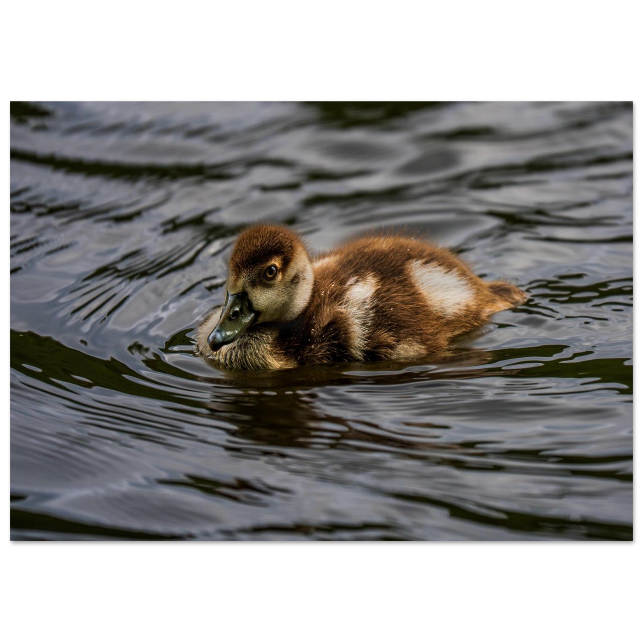Hubbard Art by Joseph Hubbard Little Drift — Egyptian Goose Gosling Fine Art Photography Print Museum-Quality Matte Paper Poster 21x29.7 cm 8x12"