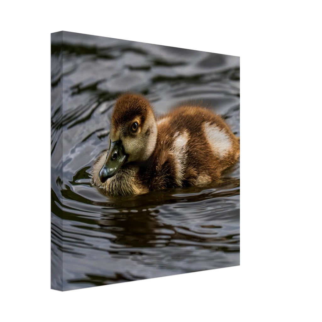 Hubbard Art by Joseph Hubbard Little Drift — Egyptian Goose Gosling Fine Art Photography Print Canvas 30x30 cm 12x12″