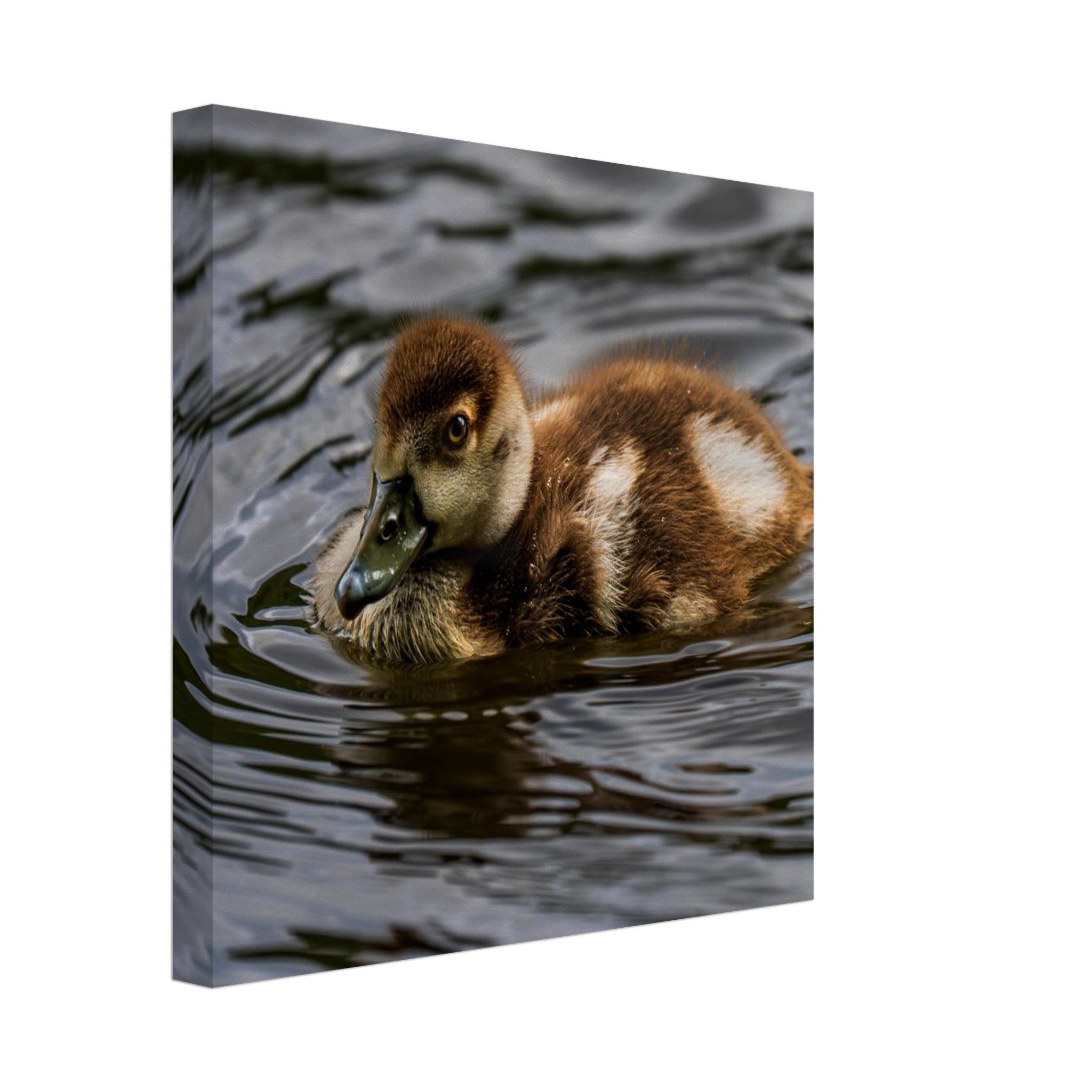 Hubbard Art by Joseph Hubbard Little Drift — Egyptian Goose Gosling Fine Art Photography Print Canvas 30x30 cm 12x12″