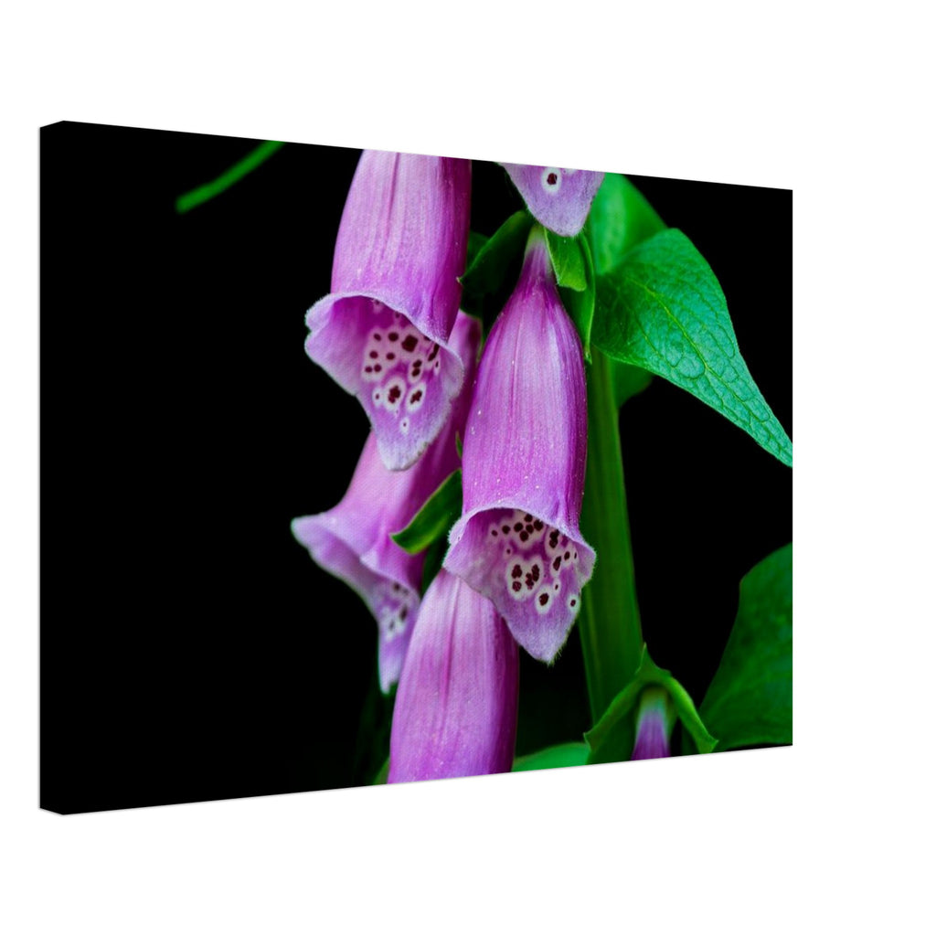 Hubbard Art by Joseph Hubbard Velvet Bells in Bloom — Foxglove Fine Art Floral Photography Print 40x60 cm 16x24″ Canvas Horizontal