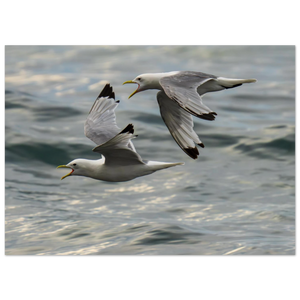 Hubbard Art by Joseph Hubbard Voices Over Bulbjerg Knude — Coastal Bird Fine Art Photography Print Fine Art Poster - 13x18 cm 5x7″