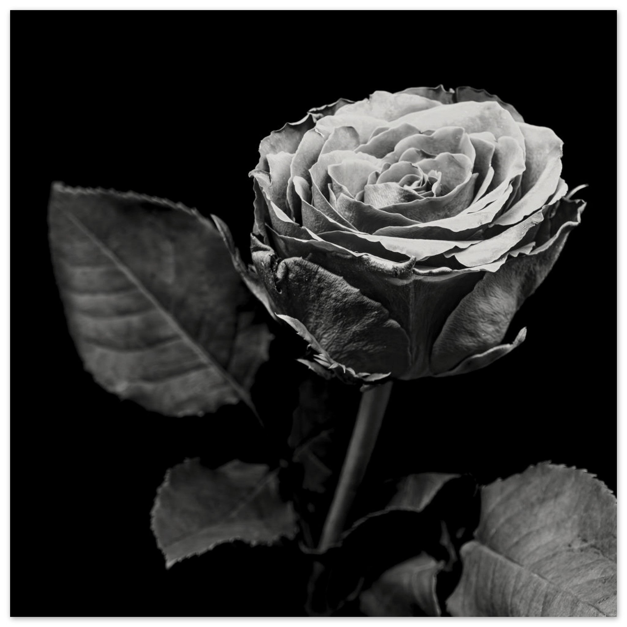 Hubbard Art by Joseph Hubbard Eternal Bloom — Rose Fine Art Photography Print Museum-Quality Matte Paper Poster 50x50 cm 20x20″