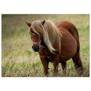 Hubbard Art by Joseph Hubbard Little Pony After Storm — Danish Coast Fine Art Photography Print Fine Art Poster - 50x70 cm 20x28″