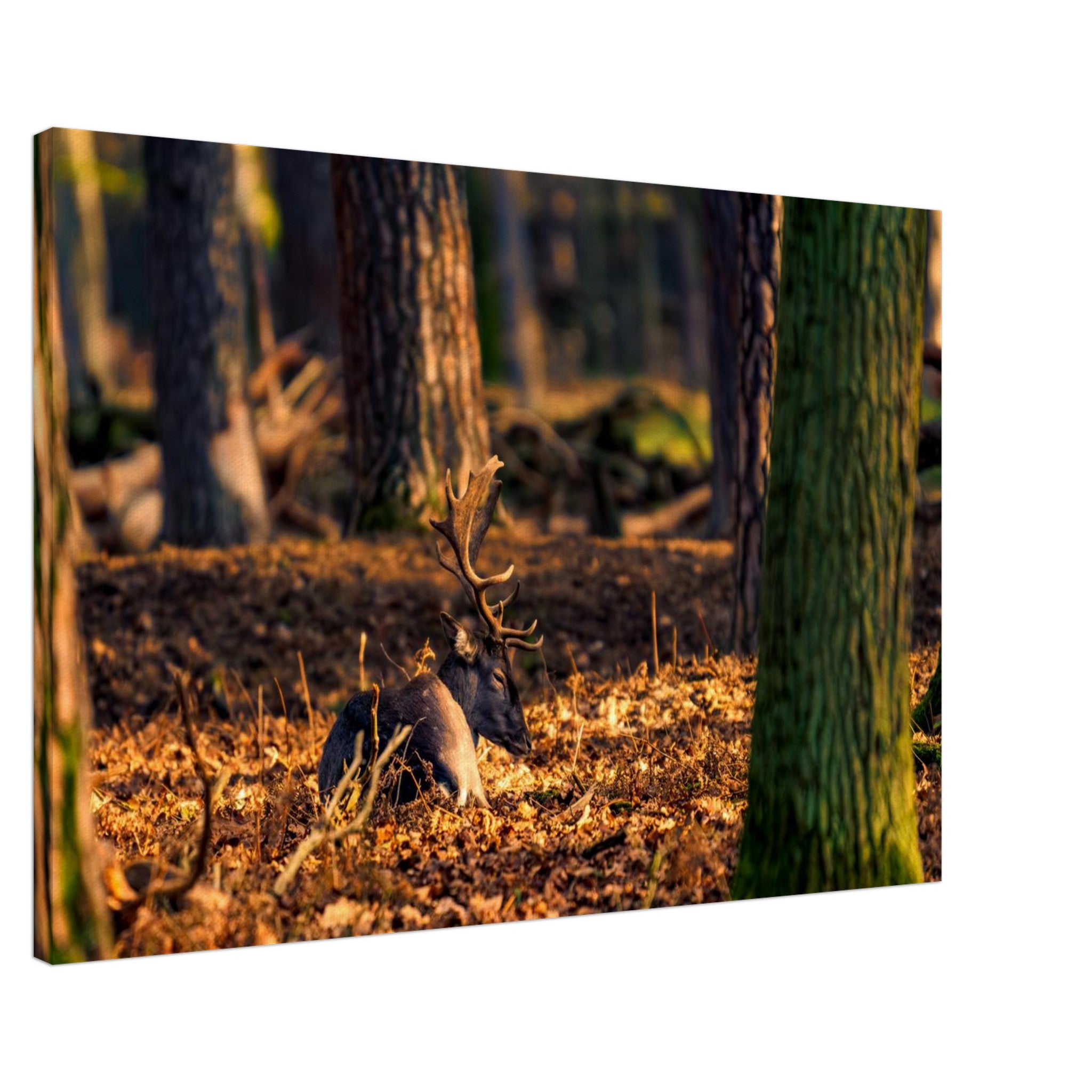 Hubbard Art by Joseph Hubbard Autumn’s Golden Warmth — Fallow Deer Fine Art Photography Print Canvas 60x90 cm 24x36″