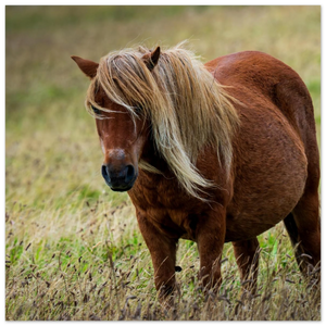 Hubbard Art by Joseph Hubbard Little Pony After Storm — Danish Coast Fine Art Photography Print Fine Art Poster - 25x25 cm 10x10″