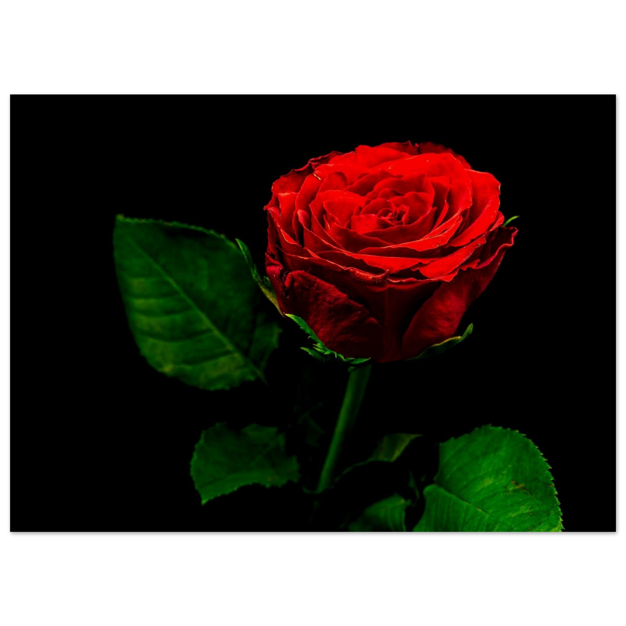 Hubbard Art by Joseph Hubbard Vibrant Red Rose on Black — Fine Art Floral Photography Print