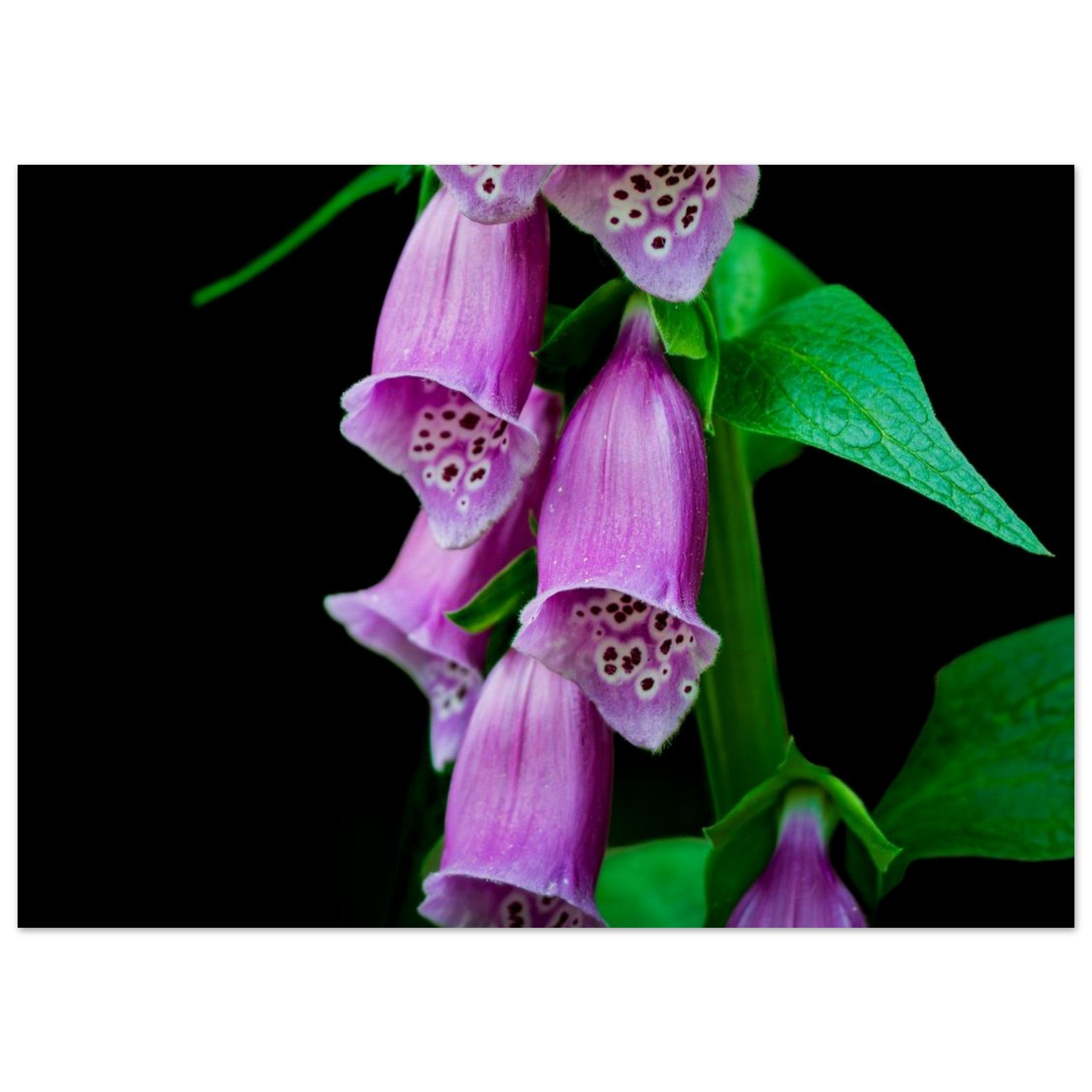 Hubbard Art by Joseph Hubbard Velvet Bells in Bloom — Foxglove Fine Art Floral Photography Print 13x18 cm 5x7″ Museum-Quality Matte Paper Poster Horizontal