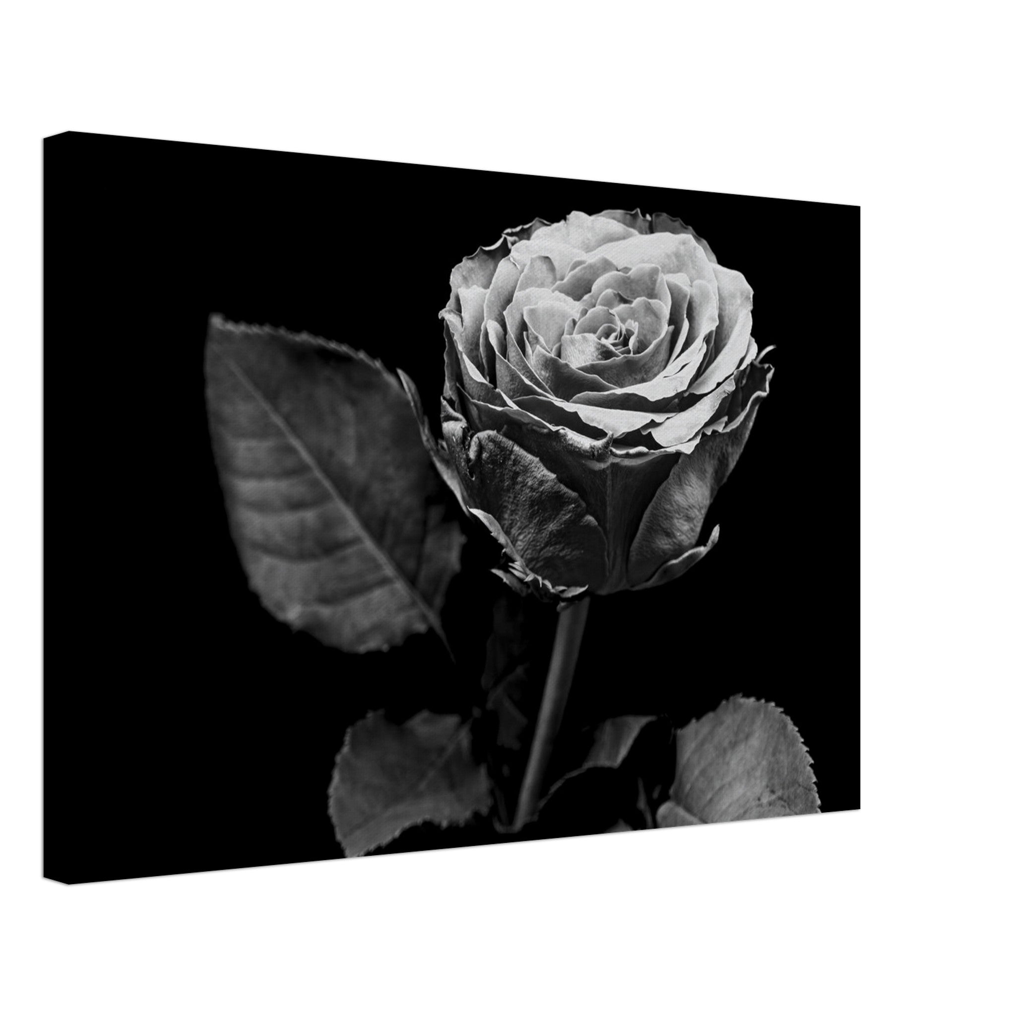 Hubbard Art by Joseph Hubbard Eternal Bloom — Rose Fine Art Photography Print Canvas 40x60 cm 16x24″