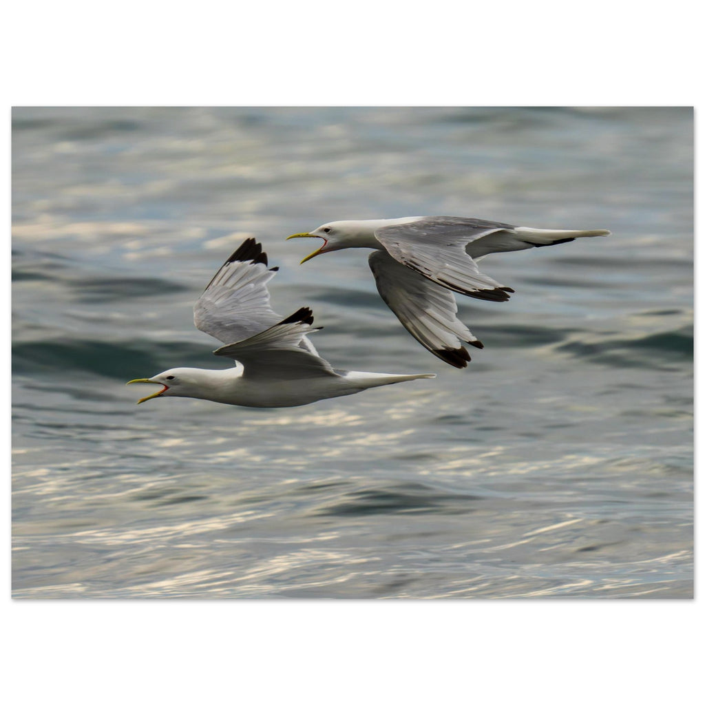Hubbard Art by Joseph Hubbard Voices Over Bulbjerg Knude — Coastal Bird Fine Art Photography Print Museum-Quality Matte Paper Poster 13x18 cm 5x7″