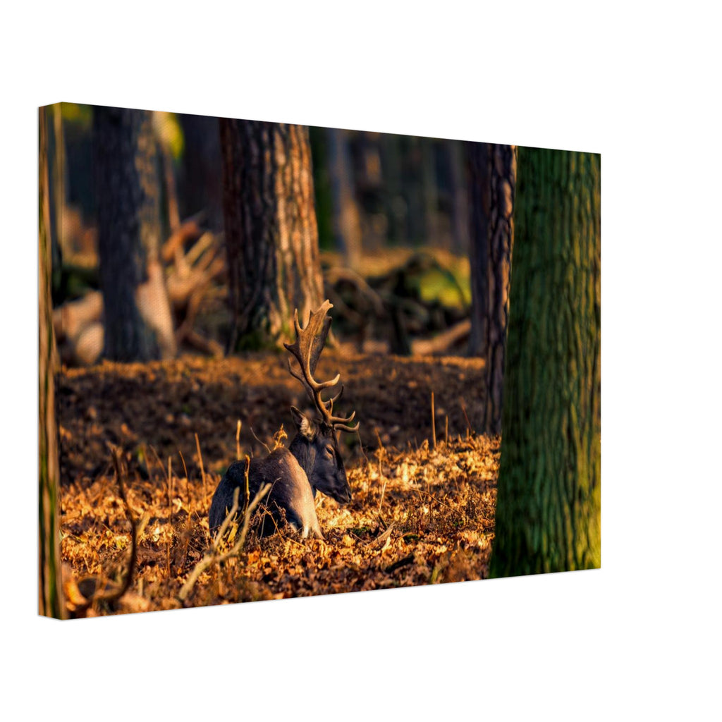 Hubbard Art by Joseph Hubbard Autumn’s Golden Warmth — Fallow Deer Fine Art Photography Print Canvas 30x45 cm 12x18″