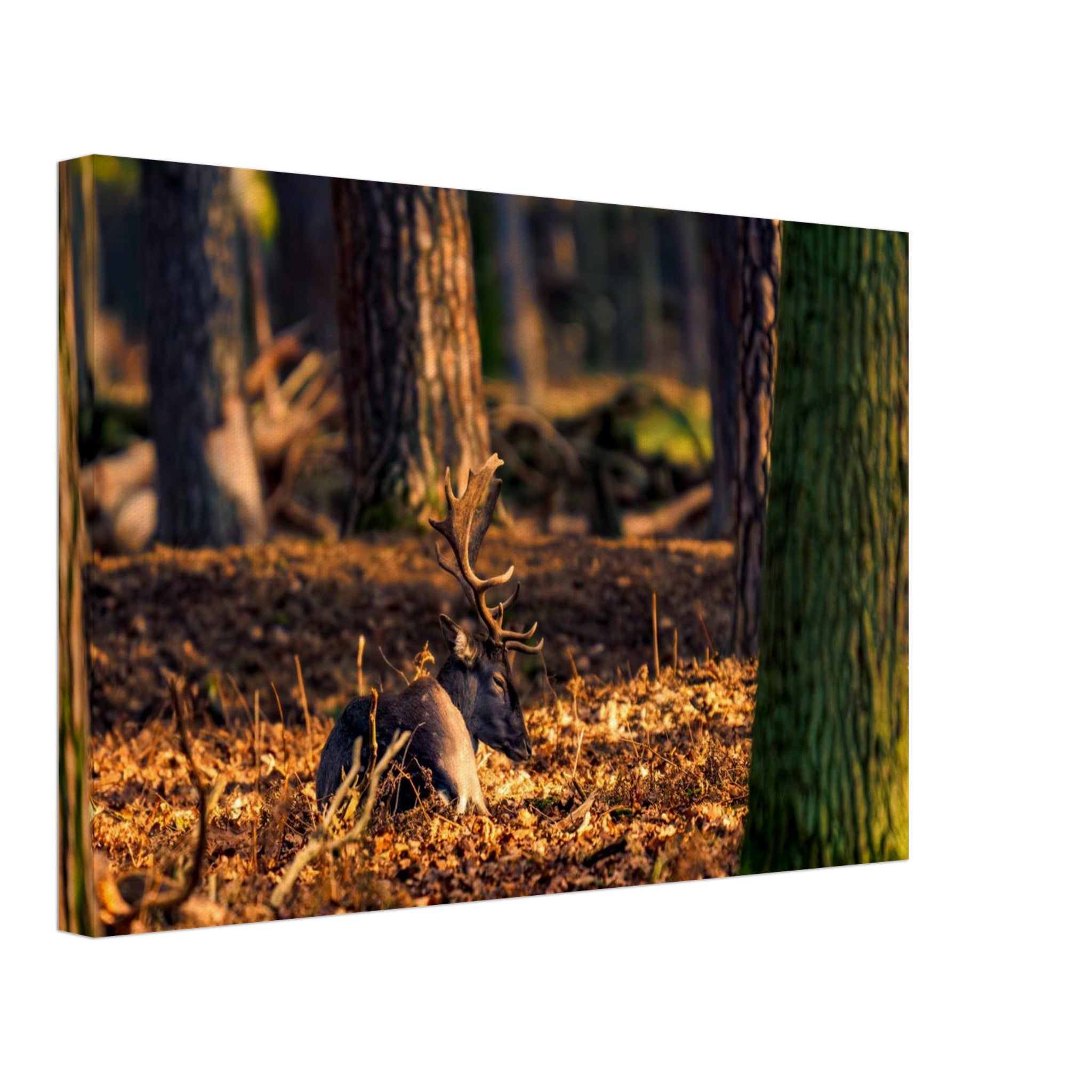 Hubbard Art by Joseph Hubbard Autumn’s Golden Warmth — Fallow Deer Fine Art Photography Print Canvas 30x45 cm 12x18″