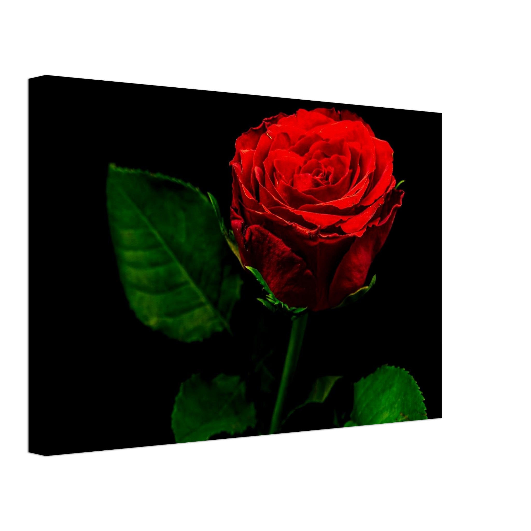Hubbard Art by Joseph Hubbard Vibrant Red Rose on Black — Fine Art Floral Photography Print Canvas 30x45 cm 12x18″