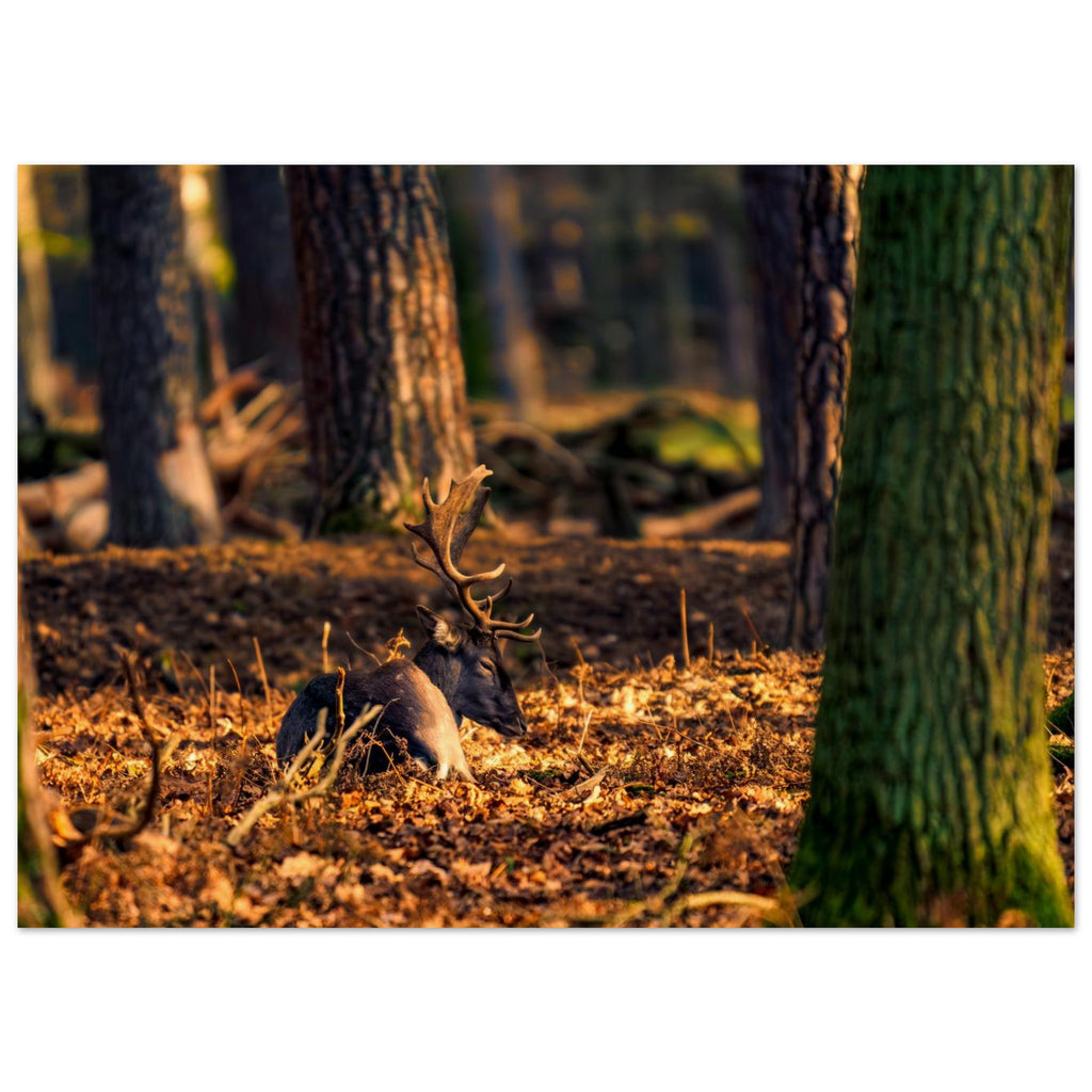 Hubbard Art by Joseph Hubbard Autumn’s Golden Warmth — Fallow Deer Fine Art Photography Print Museum-Quality Matte Paper Poster 13x18 cm 5x7″