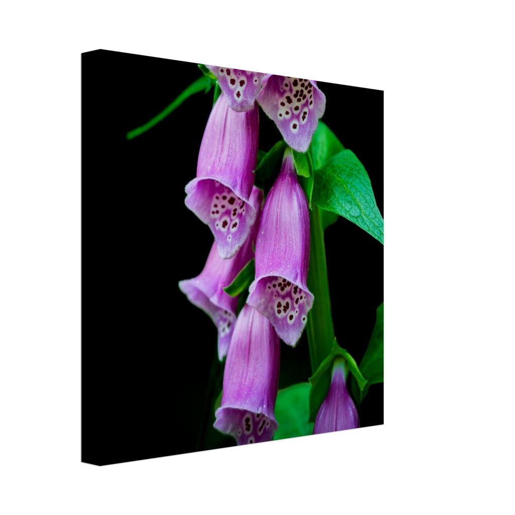 Hubbard Art by Joseph Hubbard Velvet Bells in Bloom — Foxglove Fine Art Floral Photography Print 30x30 cm 12x12″ Canvas Horizontal