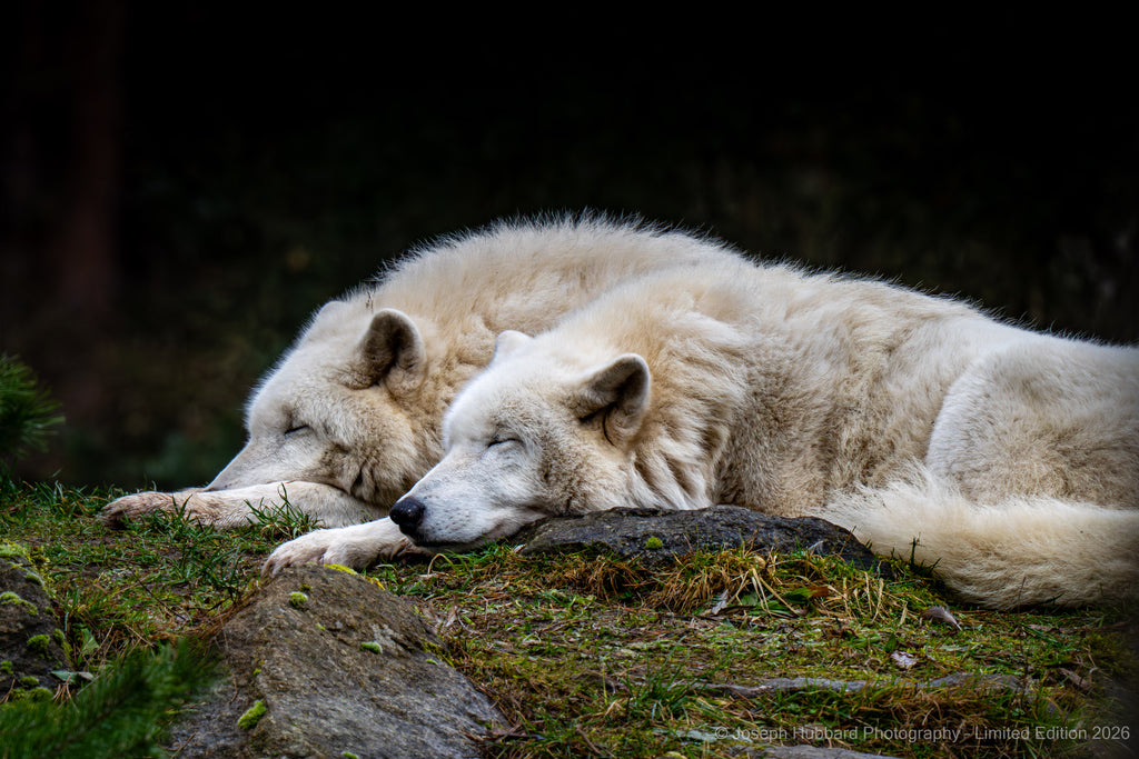 Hubbard Art by Joseph Hubbard Arctic Pair at Rest — Wildlife Fine Art Photography Print — Conservation Edition