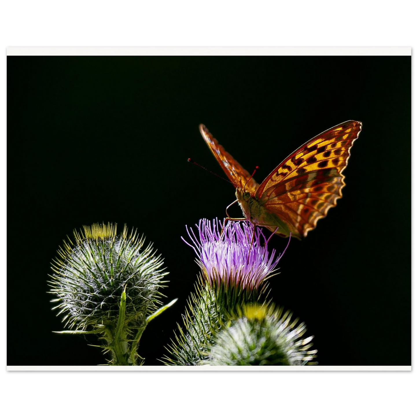 Golden Wings on Thistle fine art macro print displayed in a minimalist interior — serene nature artwork by Joseph Hubbard