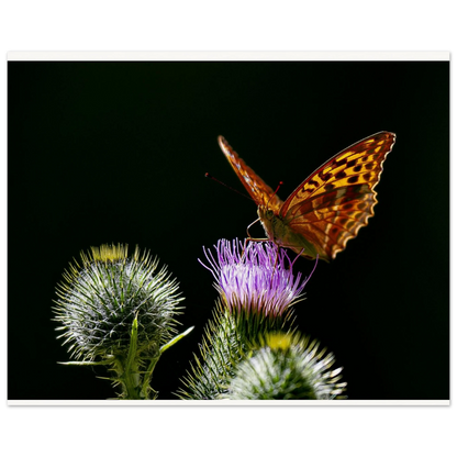Golden Wings on Thistle fine art macro print displayed in a minimalist interior — serene nature artwork by Joseph Hubbard