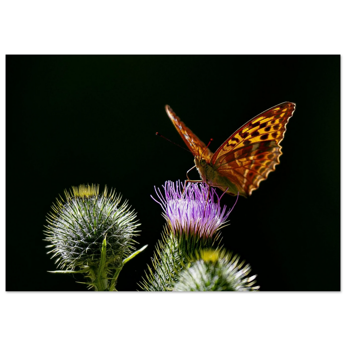 Golden Wings on Thistle fine art macro print hanging on a clean wall — calm nature wall art by Joseph Hubbard