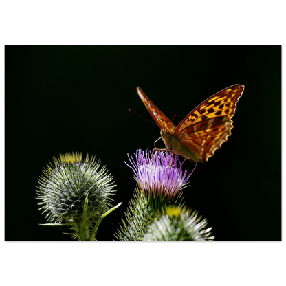 Golden Wings on Thistle fine art macro print hanging on a clean wall — calm nature wall art by Joseph Hubbard