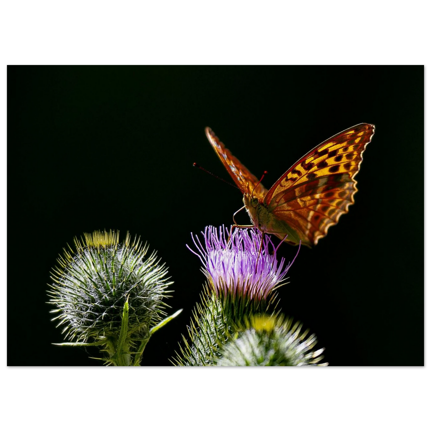Golden Wings on Thistle fine art macro print shown in a calm room scene — atmospheric nature wall art by Joseph Hubbard.