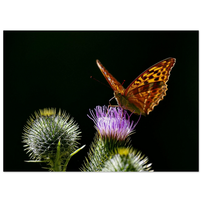 Golden Wings on Thistle fine art macro print shown in a calm room scene — atmospheric nature wall art by Joseph Hubbard.