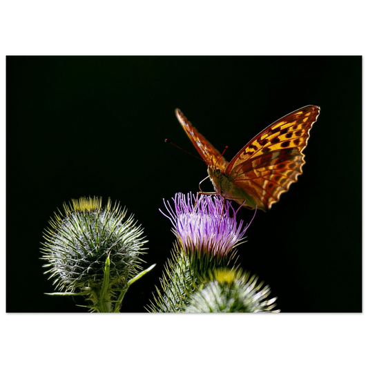 Golden Wings on Thistle fine art macro print shown in a calm room scene — atmospheric nature wall art by Joseph Hubbard.