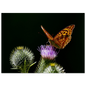 Golden Wings on Thistle fine art macro print shown in a calm room scene — atmospheric nature wall art by Joseph Hubbard.