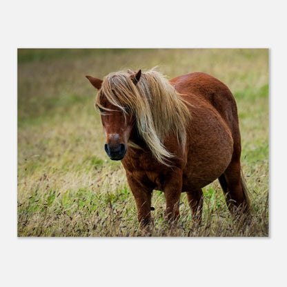 Little pony after storm on Danish coast – Jutland landscape photography print