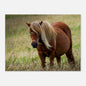 Little pony after storm on Danish coast – Jutland landscape photography print