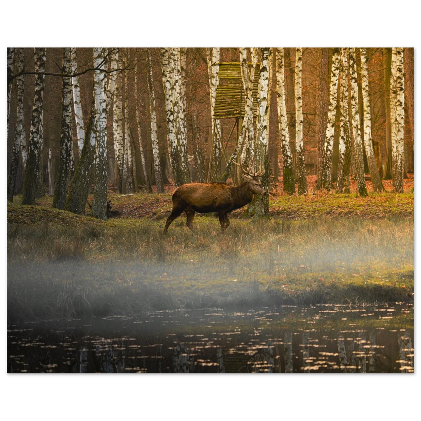 Silent Steps in the Autumn Mist fine art print on a clean neutral background — soft and refined nature art by Joseph Hubbard
