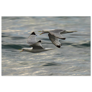 Hubbard Art by Joseph Hubbard Voices Over Bulbjerg Knude — Coastal Bird Fine Art Photography Print