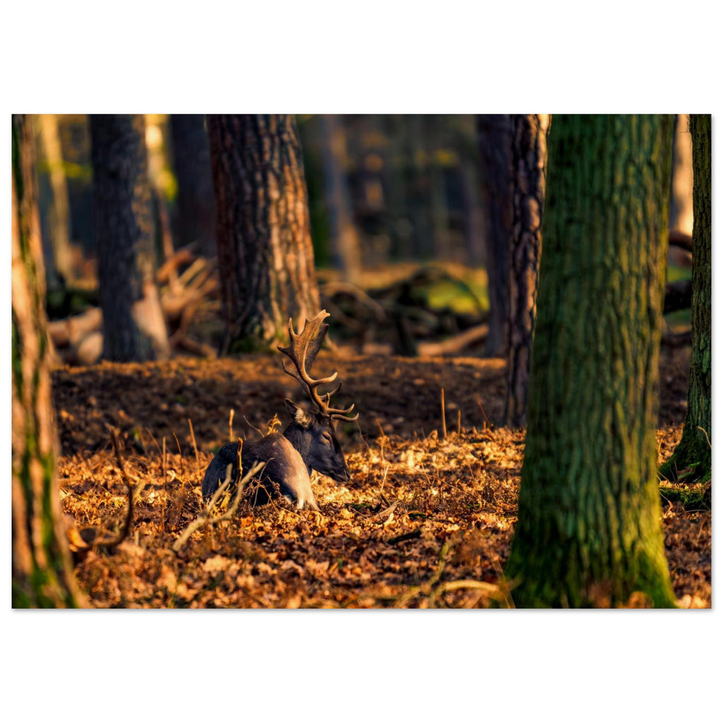 Hubbard Art by Joseph Hubbard Autumn’s Golden Warmth — Fallow Deer Fine Art Photography Print Museum-Quality Matte Paper Poster 21x29.7 cm 8x12"