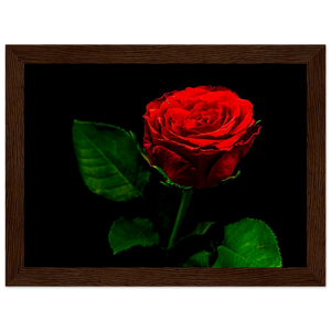 Hubbard Art by Joseph Hubbard Vibrant Red Rose on Black — Fine Art Floral Photography Print