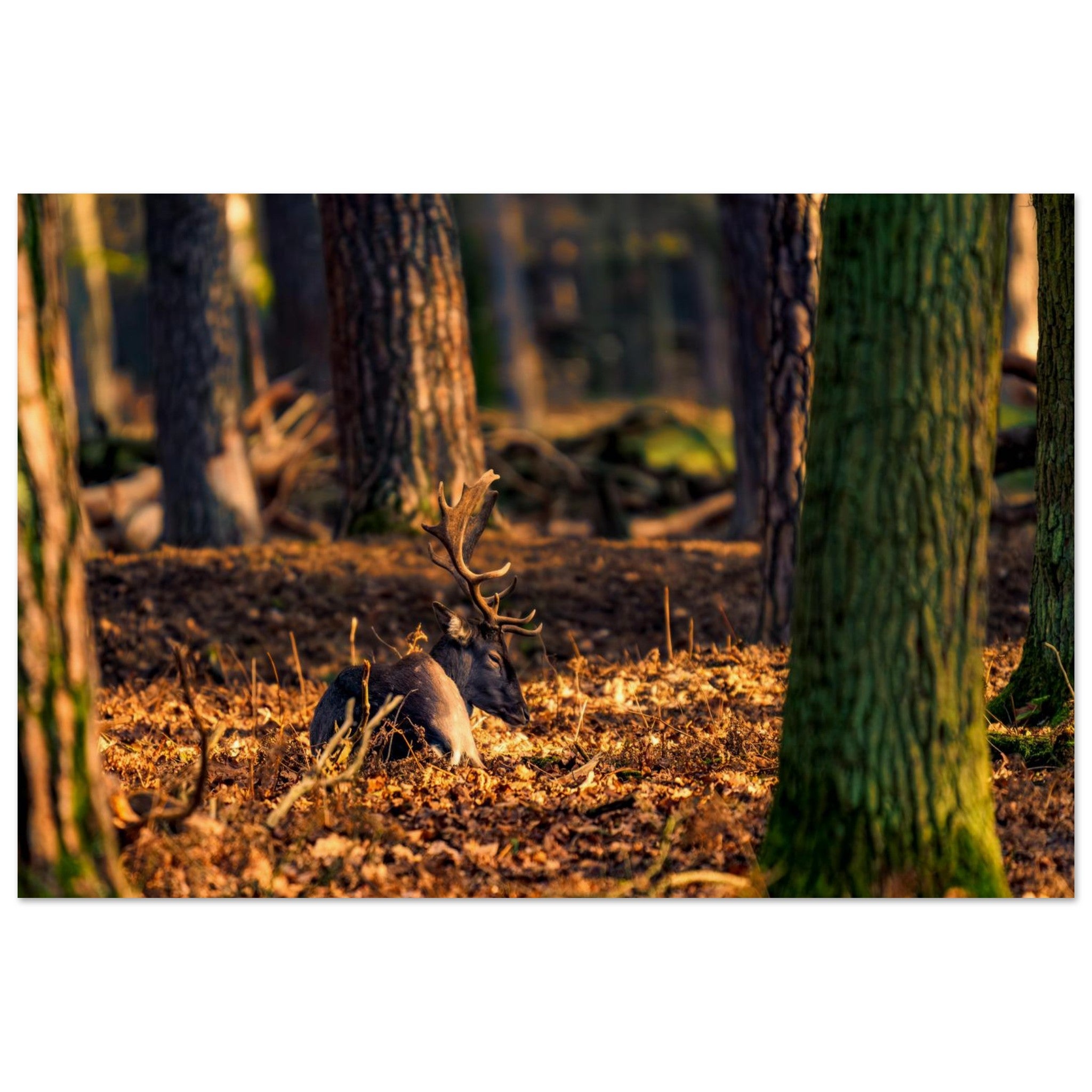 Hubbard Art by Joseph Hubbard Autumn’s Golden Warmth — Fallow Deer Fine Art Photography Print Museum-Quality Matte Paper Poster 60x90 cm 24x36″