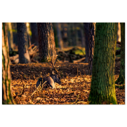 Hubbard Art by Joseph Hubbard Autumn’s Golden Warmth — Fallow Deer Fine Art Photography Print Museum-Quality Matte Paper Poster 60x90 cm 24x36″
