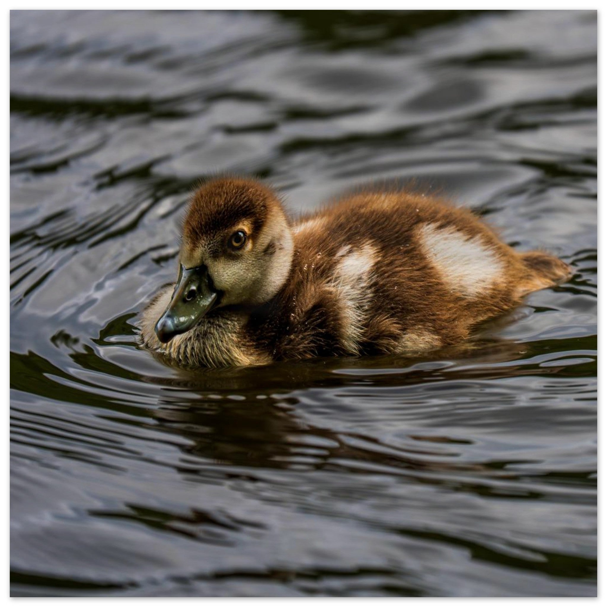 Hubbard Art by Joseph Hubbard Little Drift — Egyptian Goose Gosling Fine Art Photography Print Museum-Quality Matte Paper Poster 50x50 cm 20x20″