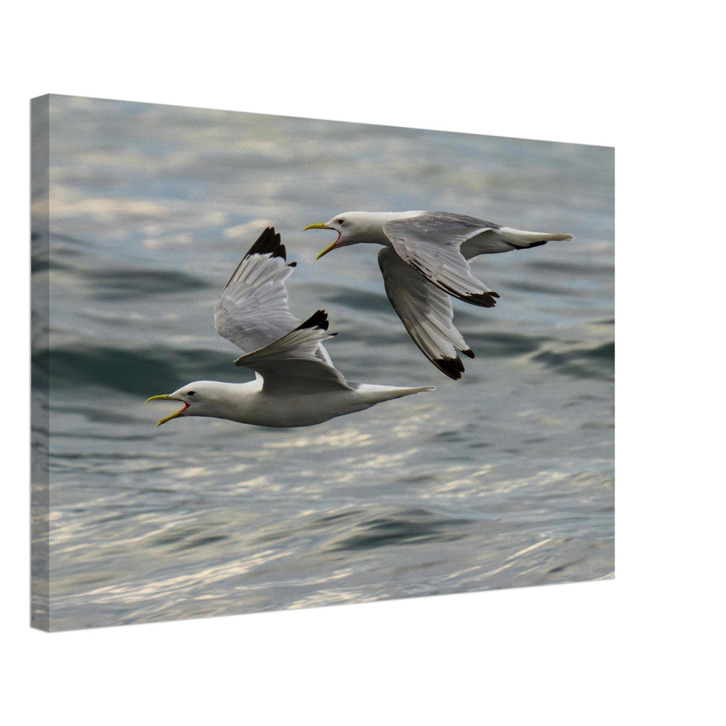 Hubbard Art by Joseph Hubbard Voices Over Bulbjerg Knude — Coastal Bird Fine Art Photography Print Canvas 40x60 cm 16x24″