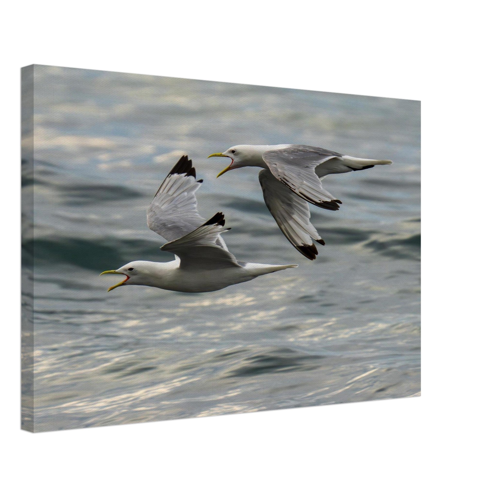 Hubbard Art by Joseph Hubbard Voices Over Bulbjerg Knude — Coastal Bird Fine Art Photography Print Canvas 40x60 cm 16x24″