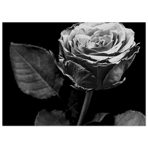 Hubbard Art by Joseph Hubbard Eternal Bloom — Rose Fine Art Photography Print Fine Art Poster - 13x18 cm 5x7″