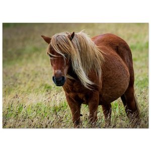 Hubbard Art by Joseph Hubbard Little Pony After Storm — Danish Coast Fine Art Photography Print Fine Art Poster - 13x18 cm 5x7″